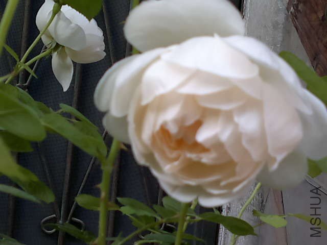 20130427442.jpg