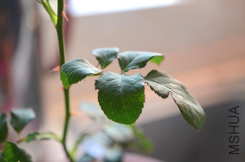 DSC_6063.jpg