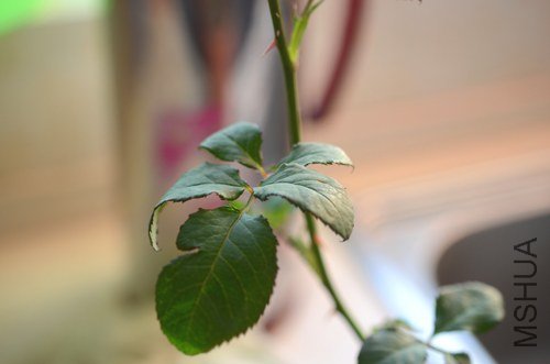 DSC_6067.jpg