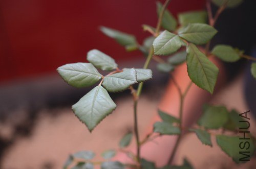 DSC_6072.jpg