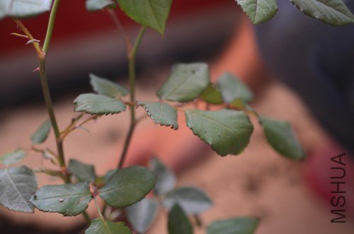 DSC_6073.jpg