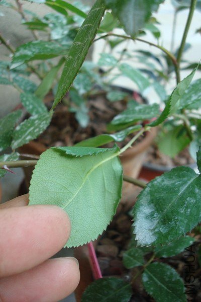 DSC08800.JPG