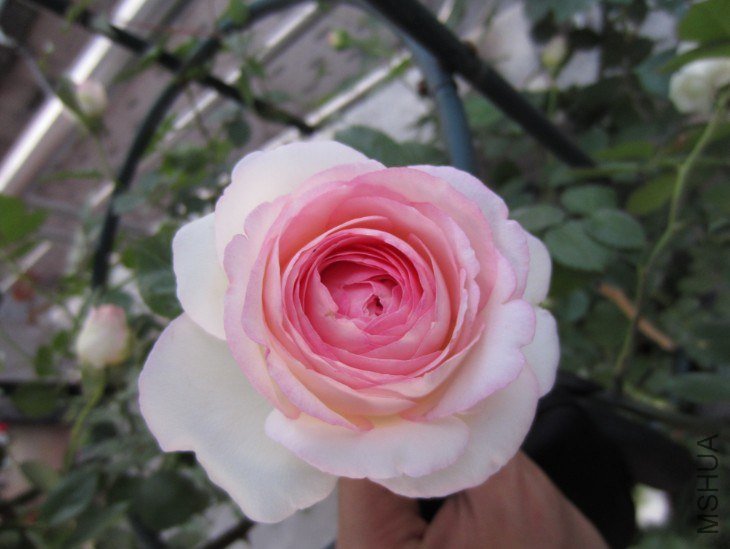 QQ��ͼ20130427203613.jpg