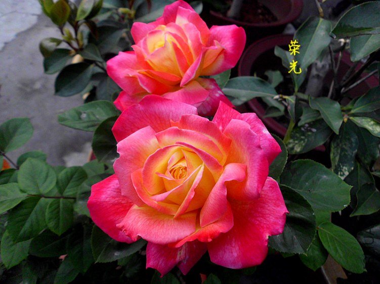DSCI0950_����.jpg