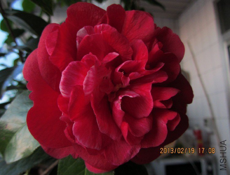 ��������ɰ����