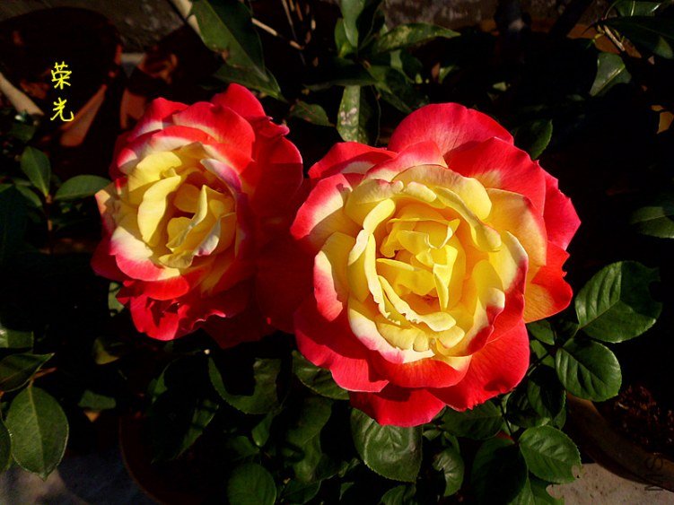 DSCI0963_����.jpg