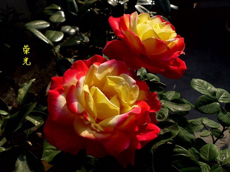 DSCI0969_����.jpg