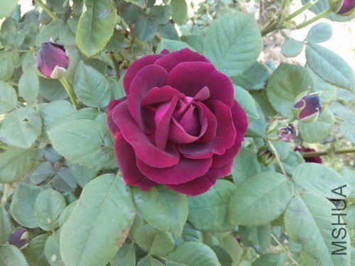 2013-04-27 11.44.12.jpg
