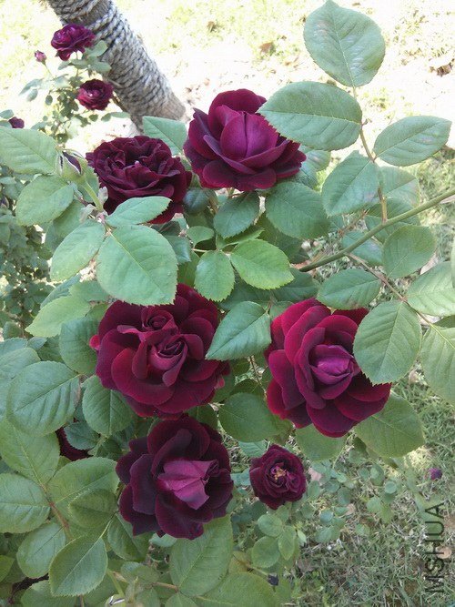 2013-04-27 11.43.52.jpg