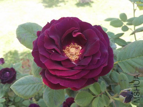 2013-04-27 12.15.49.jpg