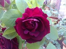 20130427