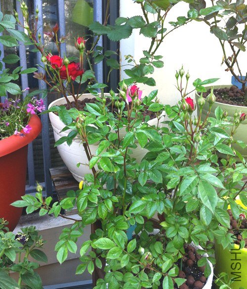 ��ʯõ�� ����Ħ��20130428.jpg