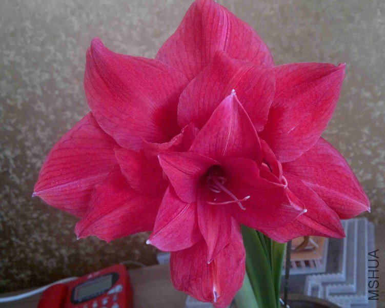 �껯�ȽϺõ�һ���ɫ��ܽ�����غܺã���ʮ�죬ɫ�����˵ĺ�ǳ�ˣ���������Ӳ������ܽϵ���Ҹо����ض����� ...