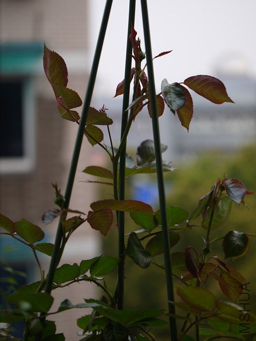 P1030894_����.jpg