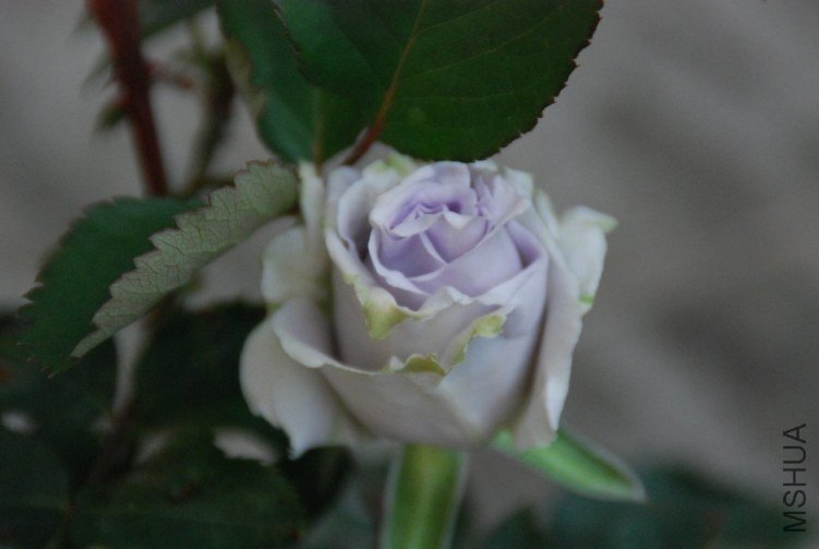 DSC_0311.JPG