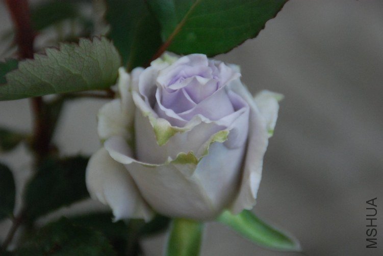 DSC_0315.JPG