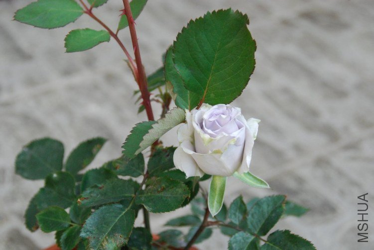 DSC_0314.JPG