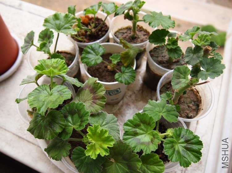 �Լ�Ǥ�������