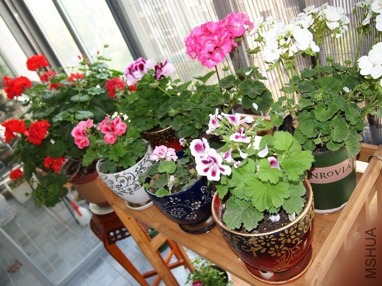 ���ÿ�������