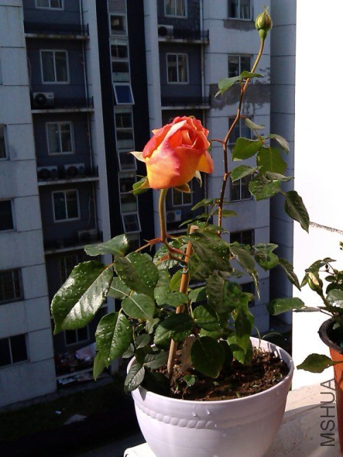IMAG0298.jpg