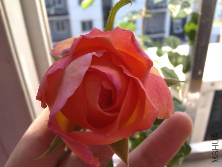 IMAG0299.jpg