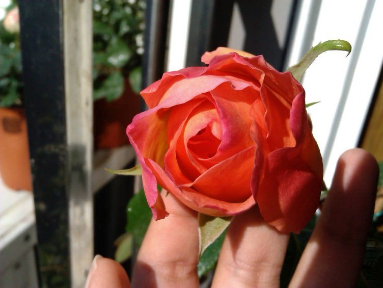 IMAG0300.jpg