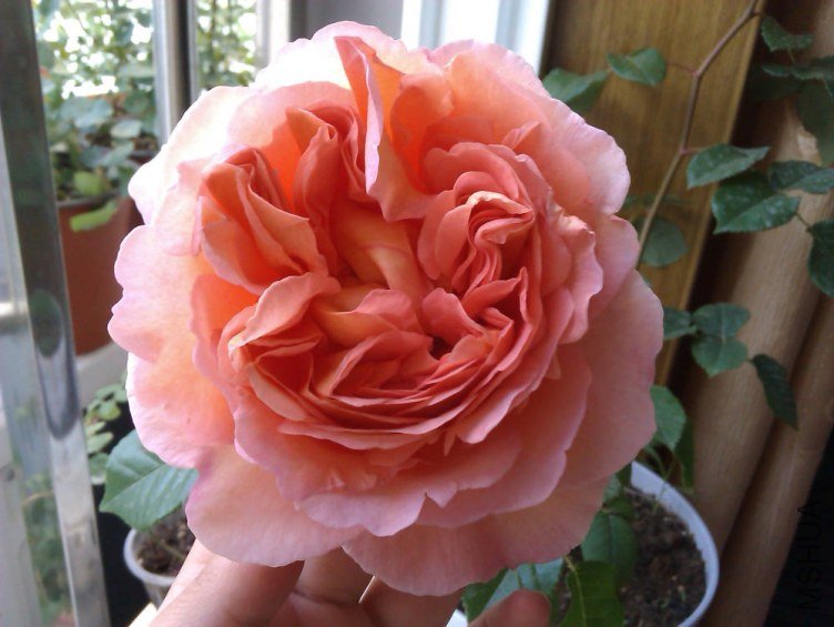 IMAG0309.jpg