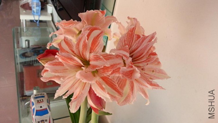 20130211_124123.JPG