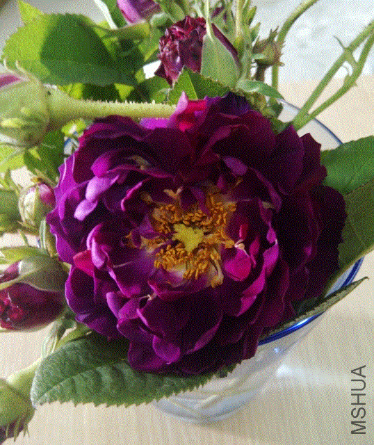 gifIMG-20130428-00174 (538x640).gif