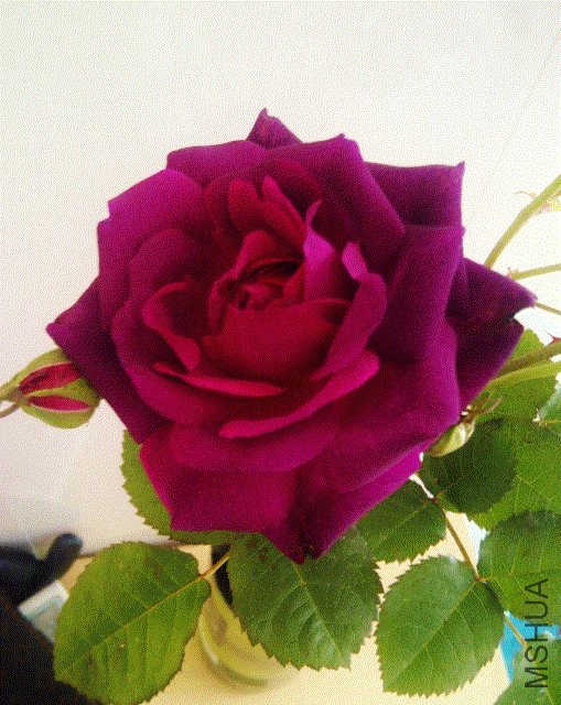 IMG-20130427-00163 (509x640).gif