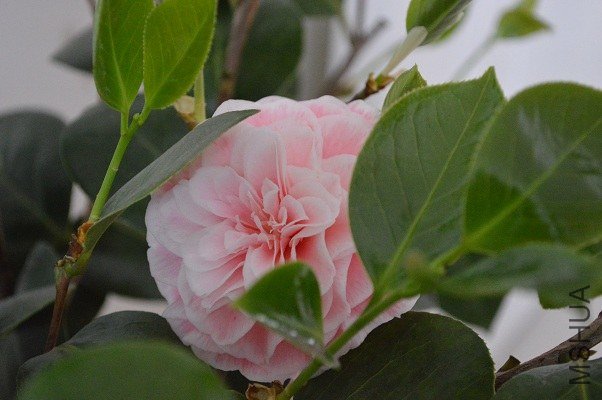 DSC_0056.JPG