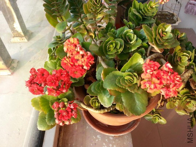 20130110_083450.JPG