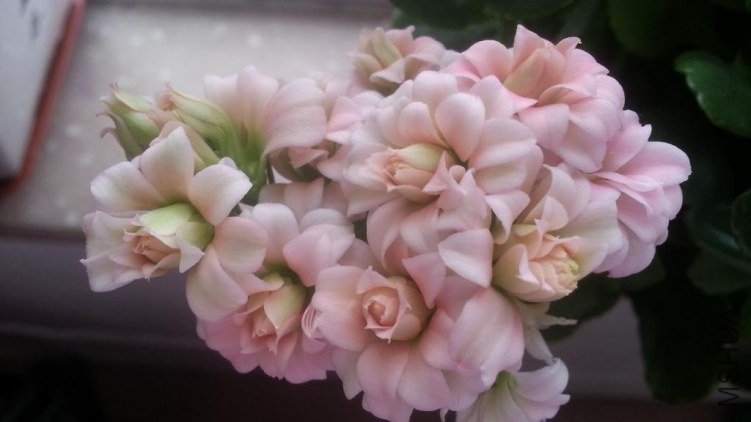 20130209_151158.JPG
