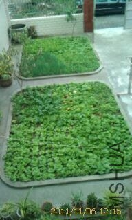 Ժ�����Ŀ��ֲ˵أ�������ؼҸ���޹����ز�