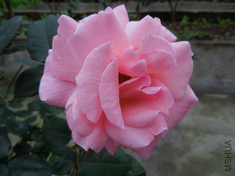 ������С DSCN5172.jpg