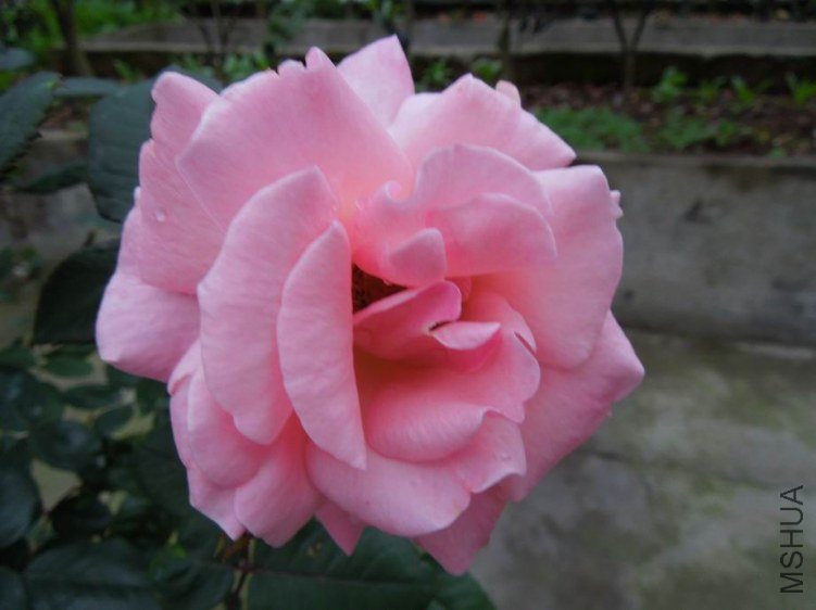 ������С DSCN5173.jpg