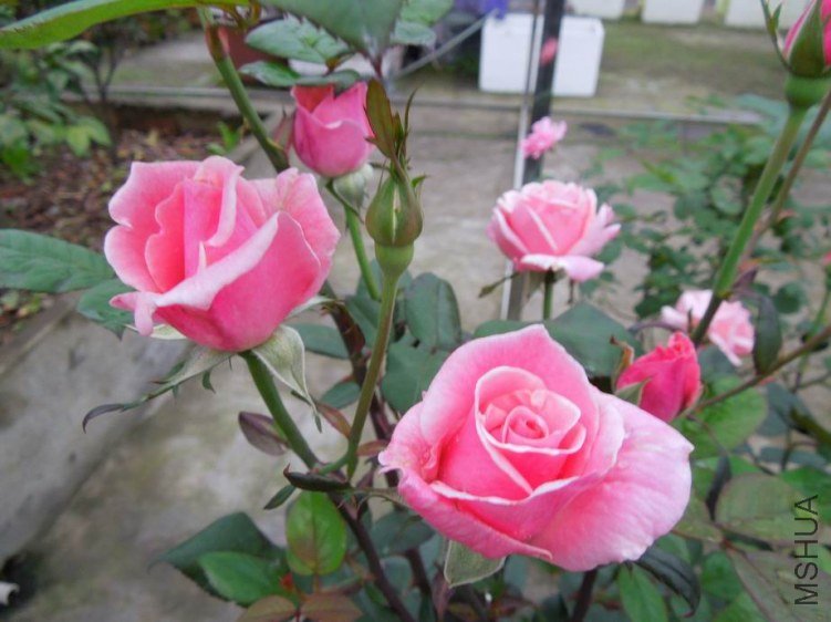 ������С DSCN5197.jpg