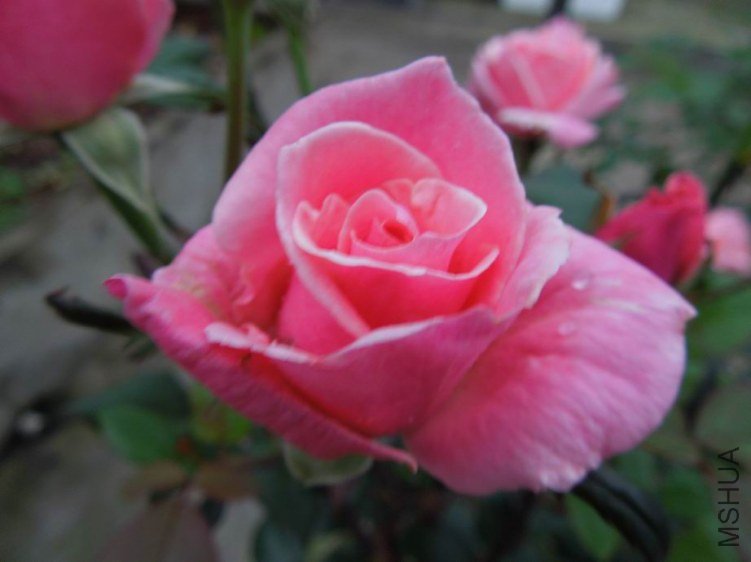 ������С DSCN5198.jpg