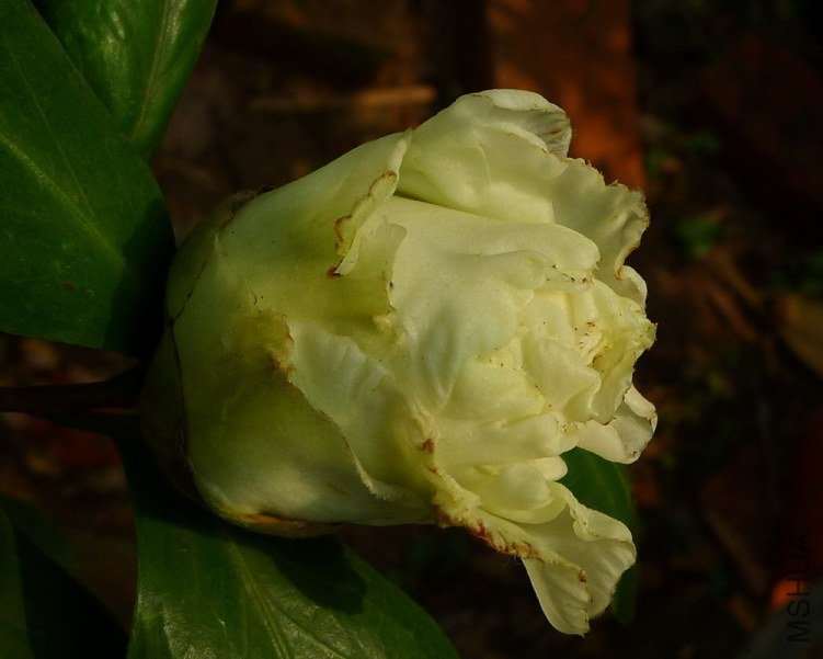 P1820861.jpg
