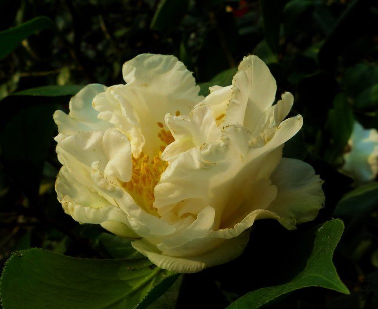 P1820745.jpg