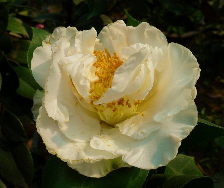 P1820757.jpg