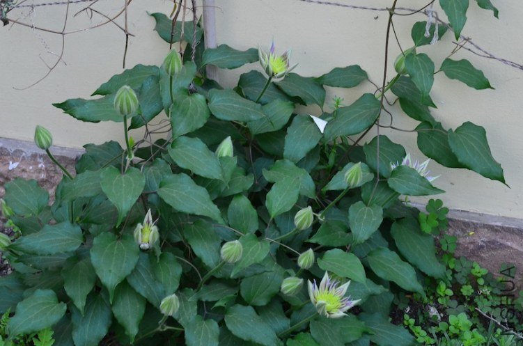 ˮ����Ȫ20130417 001.JPG