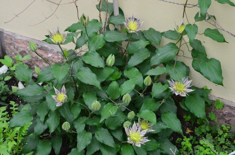 ˮ����Ȫ20130418 001.JPG