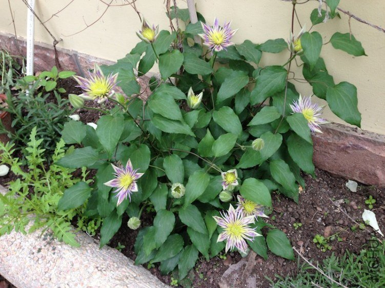 ˮ����Ȫ20130419 001.JPG