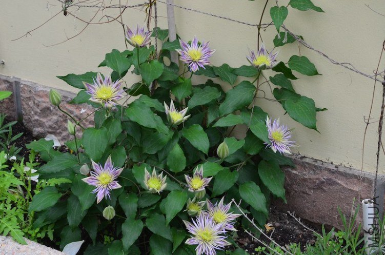 ˮ����Ȫ20130421 001.JPG