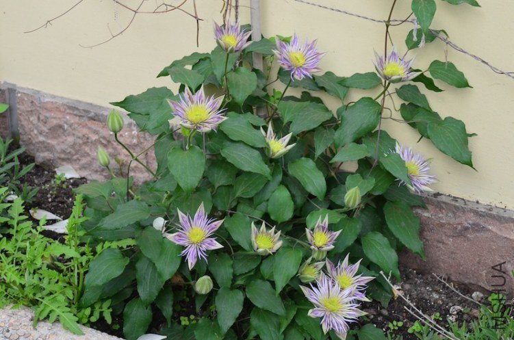 ˮ����Ȫ20130422 001.JPG