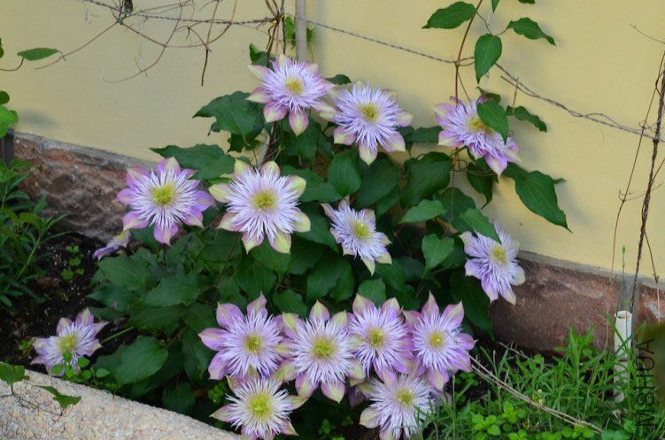 ˮ����Ȫ20130428 001.JPG
