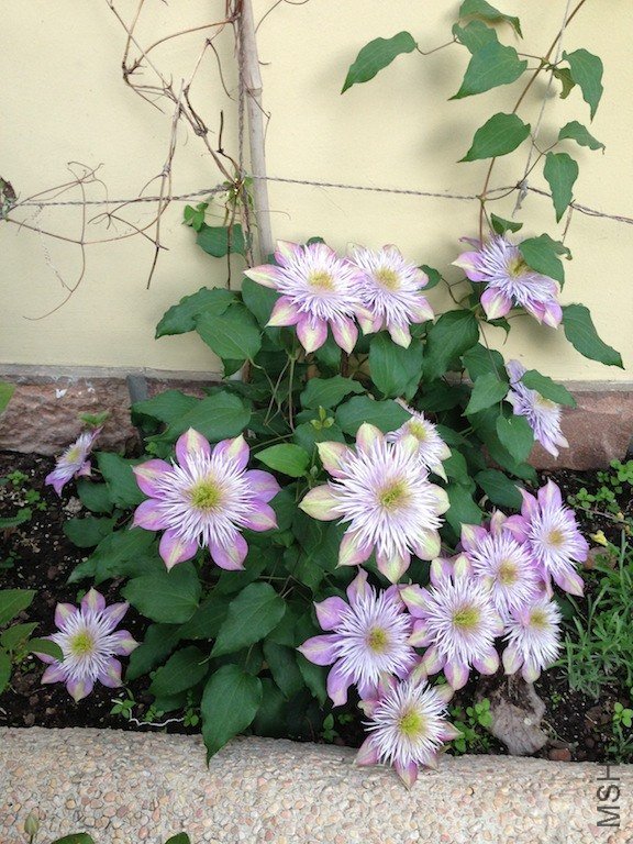 ˮ����Ȫ20130428 002.JPG