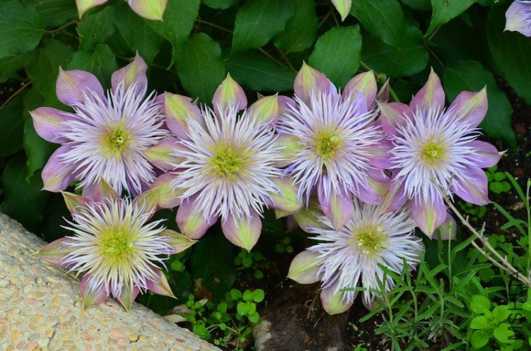ˮ����Ȫ20130428 003.JPG