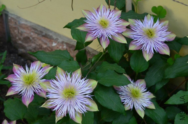 ˮ����Ȫ20130427 003.JPG
